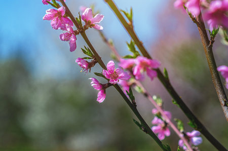 Branch with delicate pink apple flowers against blurred nature and blue skyの写真素材