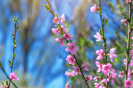 Branches with delicate pink apple blossoms against a blurred nature and blue sky background. Inspiring spring pictureの写真素材