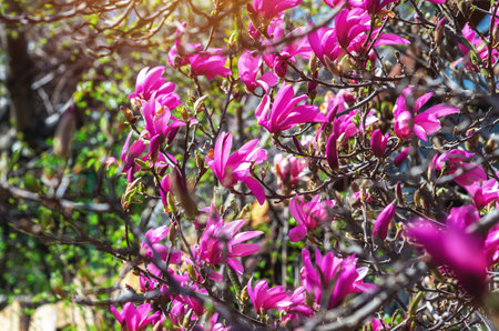 View of blooming pink magnolia bush with blurred focus on soft green nature background under sunlightの写真素材