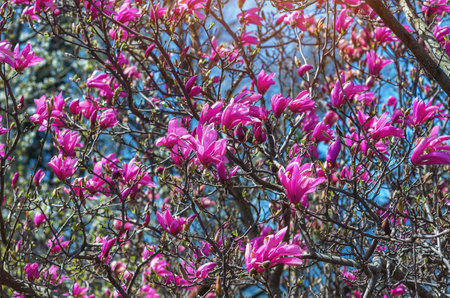 Blooming pink magnolia bush against a blurred blue sky. Spring visual effects, natural content, screensaverの写真素材
