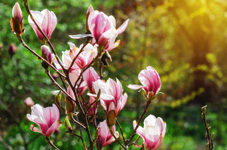 Branch of pink magnolia with blurred focus on soft green nature background under sunlight. Spring greeting cardの写真素材