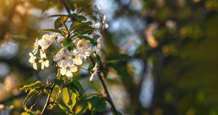 Small white cherry blossom illuminated by sunlight with tree branches in defocused background....