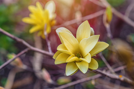 Close-up of branch of large yellow magnolia flowers in full bloom. Yellow flower in full bloom on blurred background in springの写真素材