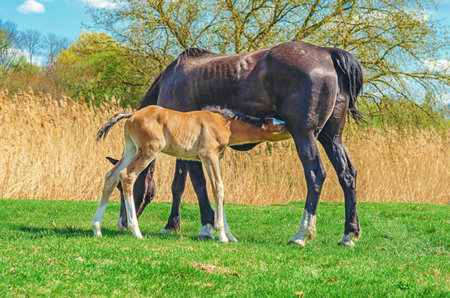 Brown newborn foal in field sucks mare milk. Black mare feeding milk to foal. Side view Animal feeding and protectionの写真素材