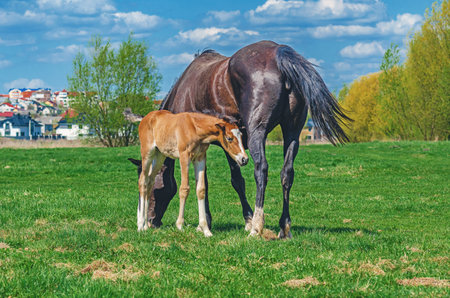 Newborn foal and mare. Baby horse snuggles with mother in pasture. Rural landscape and blue sky. Horse breeding conceptの写真素材