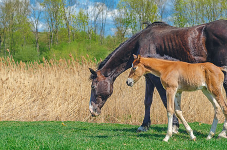 Small foal and mare on spring pasture. Foal is walking on green grass. Blurred natural landscape, blue skyの写真素材