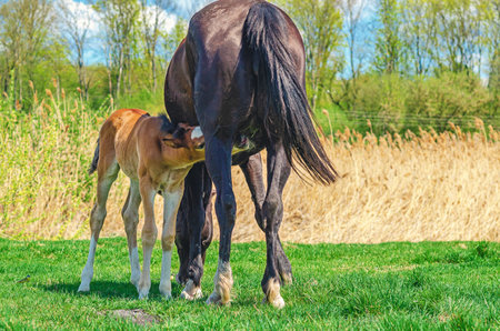 Rear view of black mare feeding milk to foal. Brown newborn foal in field sucks mares milk. Animal feeding and protectionの写真素材