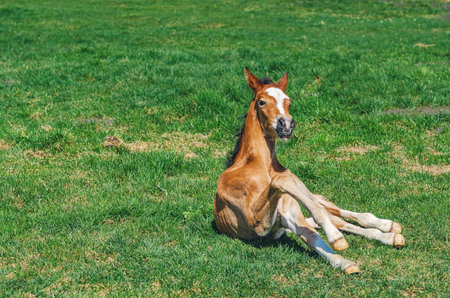 Photo of newborn foal on green meadow. Small foal lies on fresh spring grass. Looking into cameraの写真素材
