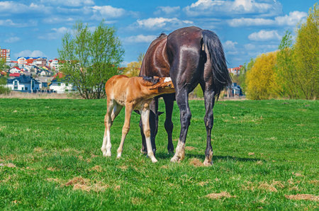 Brown newborn foal in field sucks mare milk. Rear view of black mare feeding milk to foal. Animal feeding and protectionの写真素材
