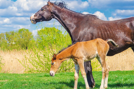 Two horses walk in meadow in spring, eating grass. Newborn foal and mother mare. Livestock breeding conceptの写真素材