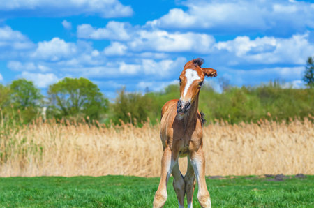 Newborn foal stands funny on spring grassy meadow against cloudy natural landscape.の写真素材