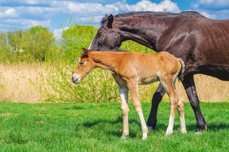 Two horses walk in meadow in spring, eating grass. Newborn foal and mother mare. Livestock breeding conceptの写真素材