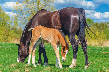 View of newborn foal standing next to its mother mare on green meadow on sunny day.の写真素材