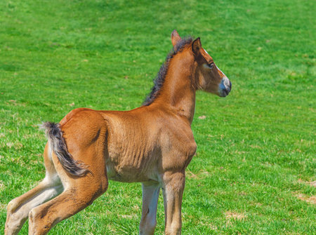 Little brown foal in open meadow in spring. Natural rural environment with green grass. Side viewの写真素材
