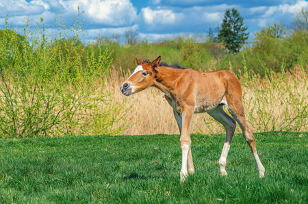 Small newborn foal walks on green grassy meadow against cloudy natural landscape. Side viewの写真素材