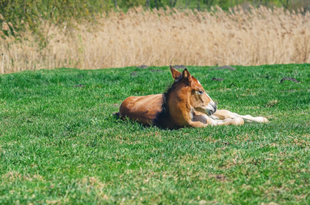 Cute photo of newborn foal on green meadow. Small foal lies on fresh spring grass.の写真素材