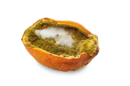 Green, brown and white fluffy moldy half of orange. Detailed photo of rotten orange isolated on white. Moldy food concept. Top viewの写真素材