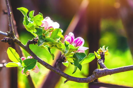 Delicate pink apple blossom on branch on light green blurred background. Spring content, screensaver, blog. Sun beamの写真素材