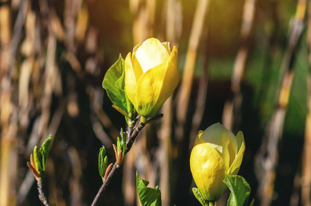 Macro photo of yellow magnolia flower buds. Yellow magnolia flower buds on blurred background. Sun glareの写真素材
