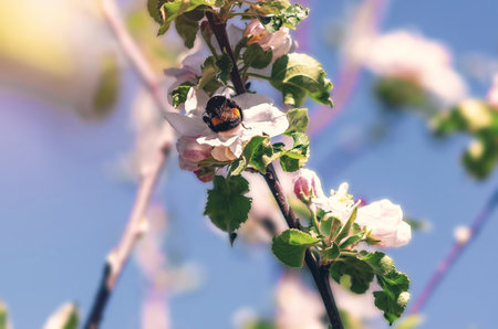 Striped bumblebee sits on flower of blooming apple tree against blue. Photo as symbol of fertility, good harvestの写真素材
