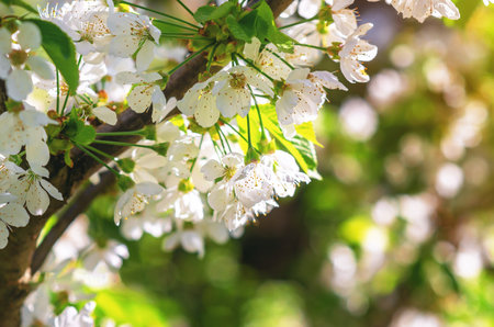 Fluffy white cherry blossoms illuminated by sunlight with tree branches on nature background. Selective focusの写真素材