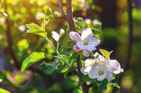 Apple tree branch with large white-pink delicate flowers and buds. Floral natural spring screen saver. Awakening of natureの写真素材