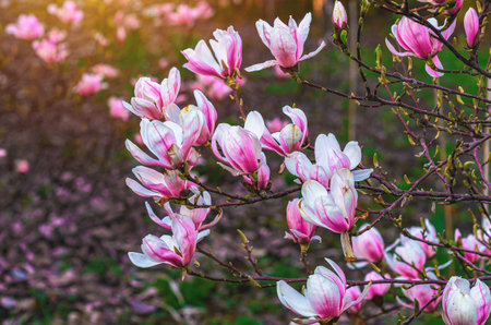 View of blooming pink magnolia bush with blurred focus on soft green nature background under sunlightの写真素材