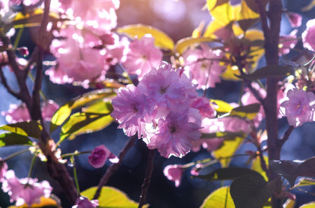 Delicate pink petals of sakura flowers on a blurred blue background. Romantic spring screensaver. Selective focus. Spring blogの写真素材