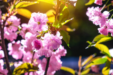 Pink sakura blossom as symbol of love, romance and new beginnings. Romantic spring background. Sun glareの写真素材