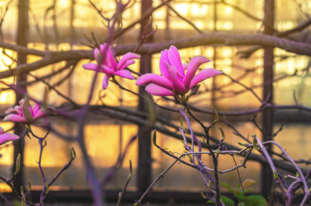 Magnolia flowers bloom on blurred greenhouse. Concept of spring season. Symbol of awakening of new life, beginningsの写真素材