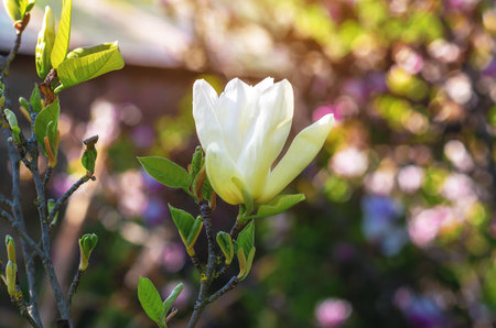 Large white magnolia flower in process of blooming on branch against blurred garden background. Sunlightの写真素材