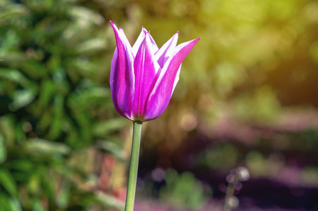 Lily-flowered tulip(Purple Dream) with long, thin petals. In cold weather, tulip flower closes tightly like brush. Sunny blurの写真素材
