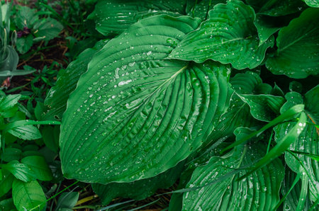Raindrops flowing down from green large hosta leaves among grass and weeds. Natural details, wet texture. Botanical themesの写真素材