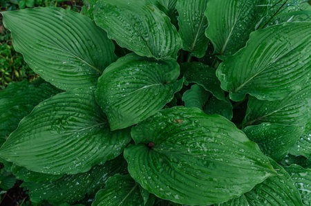 Top view of green hosta leaves with raindrops. Green leafy pattern, wet texture. Botanical themes and landscape designの写真素材