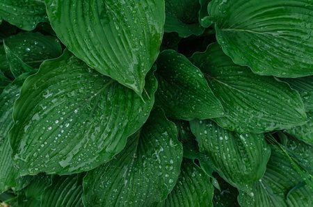 Close-up of green hosta leaves with raindrops. Natural details, wet texture. Botanical themes and landscape designsの写真素材
