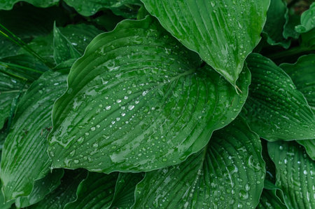 Green hosta leaves with raindrops. Natural details, wet texture. Botanical themes and designs inspired by natureの写真素材