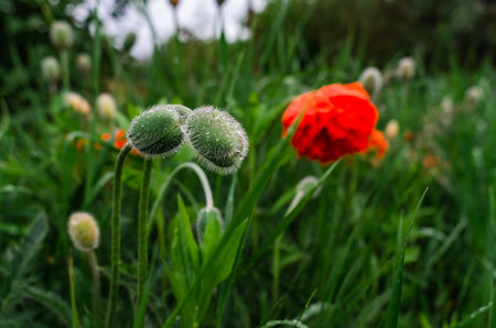 Two green buds and red poppy flower, bent under raindrops, hidden among green grass. Blurred nature backgroundの写真素材