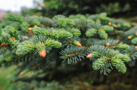 Fresh spruce buds close up. Blurred background, selective focus. Coniferous trees. Alternative medicine, infusion of spruce budsの写真素材