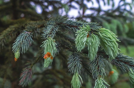 Young green-blue shoots of spruce. Texture for modern visual content. Design trends, eco-aesthetics of conifersの写真素材