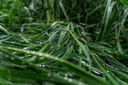 Wet green bent grass during rain. Splashing drops. Rainy weather concept. Wet grass backgroundの写真素材