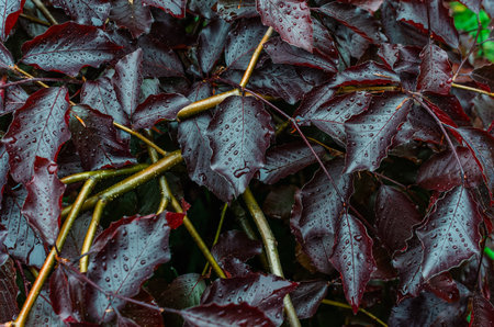 Branches with red leaves covered with small raindrops. Wet red leaves. Rainy contentの写真素材