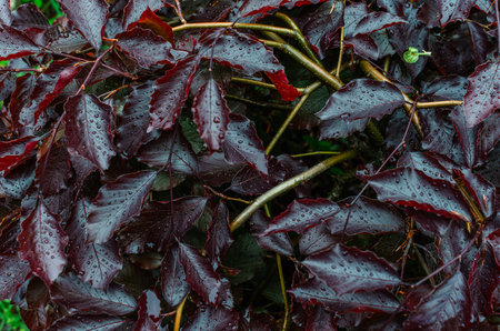Wet red leaves of Liquidambar. Branches with red leaves covered with small raindrops. Spring rainy backgroundの写真素材