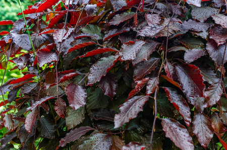 Red leaves of Likidambaru. Branches with red leaves covered with small raindrops. Blurred nature backgroundの写真素材