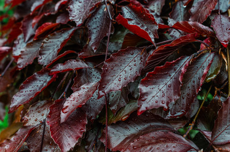 Shiny dark red wet leaves with large drops. Abstract texture of colorful leaves, natural rainy backgroundの写真素材