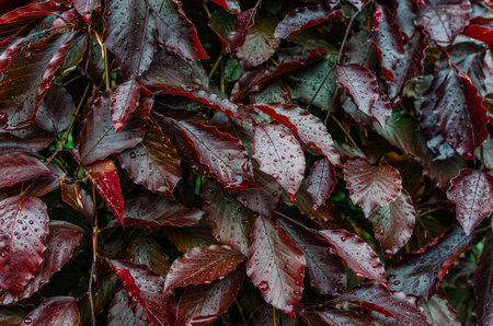 Shiny dark red wet leaves with large drops. Abstract texture of colorful leaves, natural rainy backgroundの写真素材