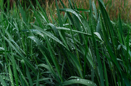 Wet green grass after rain. Blurred background. Landscape for spring content. Weather blog. Earth Dayの写真素材