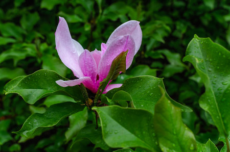 Pink magnolia flower decorated with raindrops emerging from lush green stem. Soft morning light. Blurred backdropの写真素材
