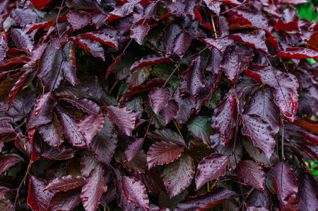 Red leaves after rain background. Drops shine in soft light. Idea for landscape design.の写真素材