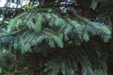 Wet spruce branch after rain on blurred background. Raindrops on branch. Spruce branch. Use for design ideasの写真素材