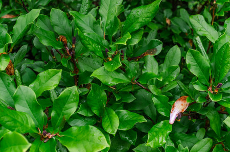 Pistils of wilted magnolia flowers on bush with large green leaves at end of flowering season.